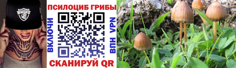 Псилоцибиновые грибы Psilocybe  где продают   Клинцы 